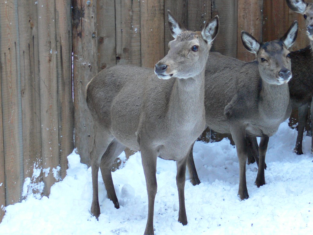 PASSIONE PER IL CERVO